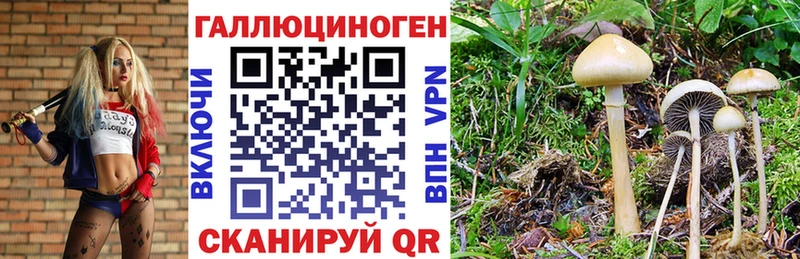 Галлюциногенные грибы Psilocybe  Райчихинск 